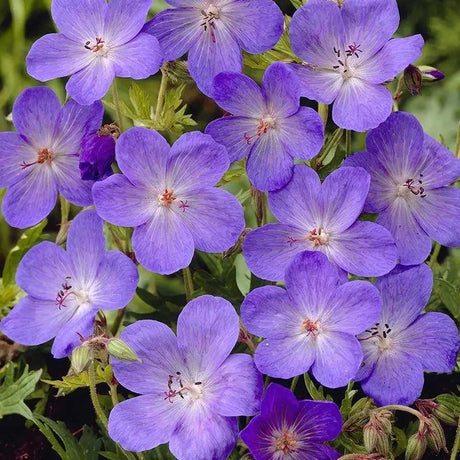 Muscata de gradina Ciocul Berzei Geranium Johnson's Blue, flori albastru-violet, planta taratoare, autoinmultire, pentru soare si semiumbra