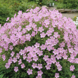 Muscata de gradina Ciocul Berzei Geranium Wargrave Pink, flori roz, tarator, planta perena cu autoinmultire, pentru soare si semiumbra