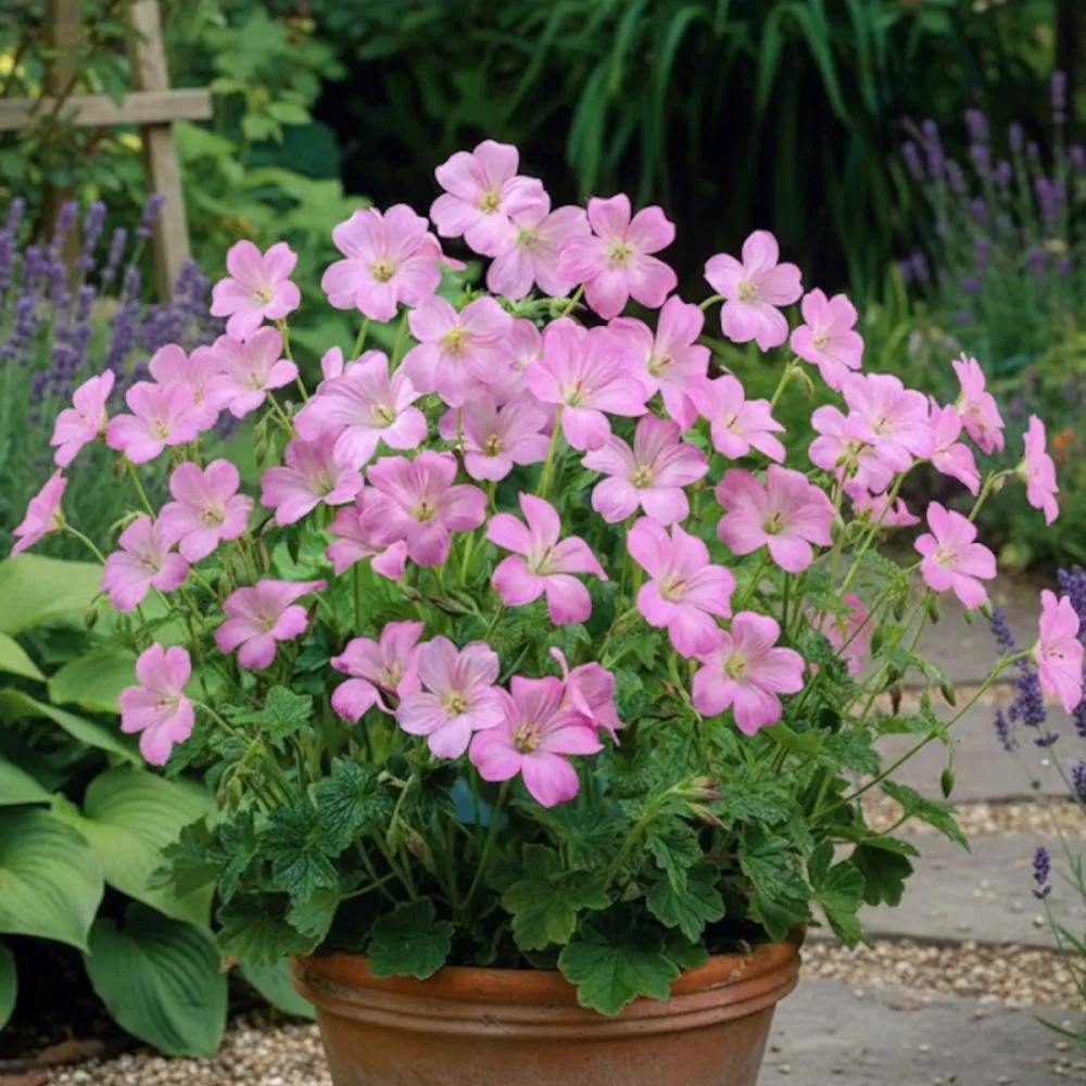 Muscata de gradina Ciocul Berzei Geranium Wargrave Pink, flori roz, tarator, planta perena cu autoinmultire, pentru soare si semiumbra