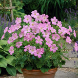 Muscata de gradina Ciocul Berzei Geranium Wargrave Pink, flori roz, tarator, planta perena cu autoinmultire, pentru soare si semiumbra