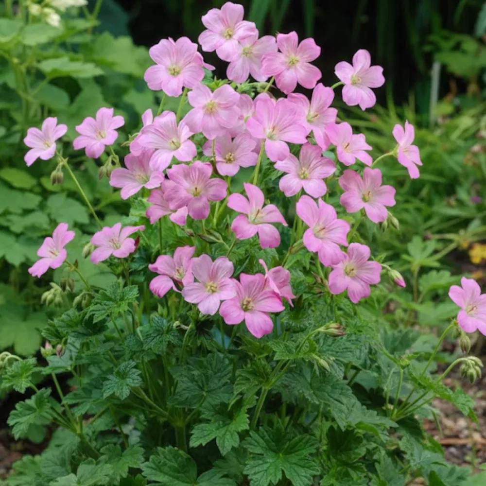 Muscata de gradina Ciocul Berzei Geranium Wargrave Pink, flori roz, tarator, planta perena cu autoinmultire, pentru soare si semiumbra