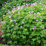 Muscata de gradina Ciocul Berzei Geranium Wargrave Pink, flori roz, tarator, planta perena cu autoinmultire, pentru soare si semiumbra