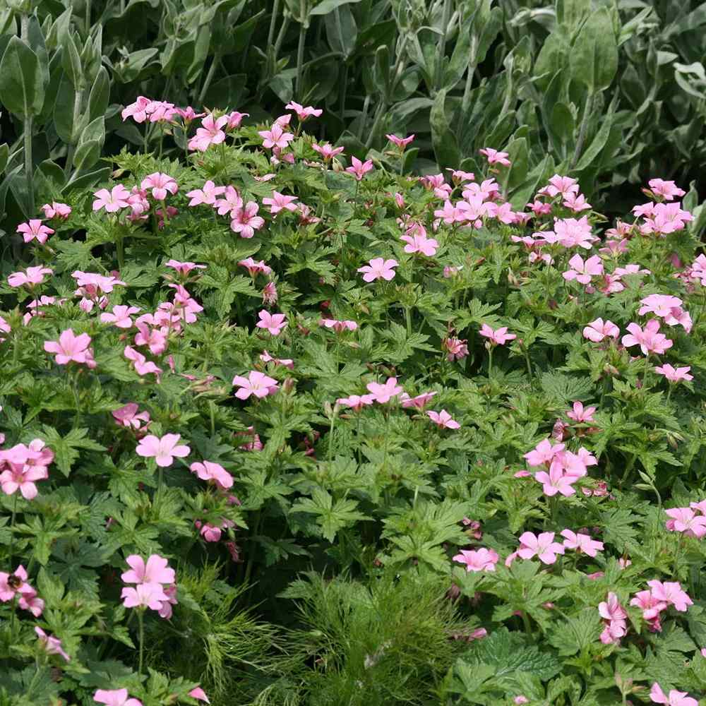 Muscata de gradina Ciocul Berzei Geranium Wargrave Pink, flori roz, tarator, planta perena cu autoinmultire, pentru soare si semiumbra