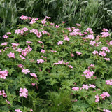 Muscata de gradina Ciocul Berzei Geranium Wargrave Pink, flori roz, tarator, planta perena cu autoinmultire, pentru soare si semiumbra