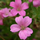 Muscata de gradina Ciocul Berzei Geranium Wargrave Pink, flori roz, tarator, planta perena cu autoinmultire, pentru soare si semiumbra