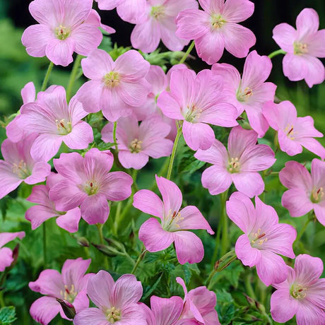 Muscata de gradina Ciocul Berzei Geranium Wargrave Pink, flori roz, tarator, planta perena cu autoinmultire, pentru soare si semiumbra