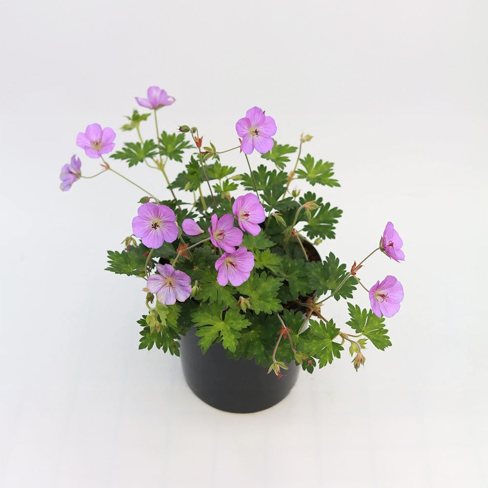 Muscata de gradina Ciocul Berzei Geranium Wargrave Pink, flori roz, tarator, planta perena cu autoinmultire, pentru soare si semiumbra