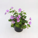 Muscata de gradina Ciocul Berzei Geranium Wargrave Pink, flori roz, tarator, planta perena cu autoinmultire, pentru soare si semiumbra