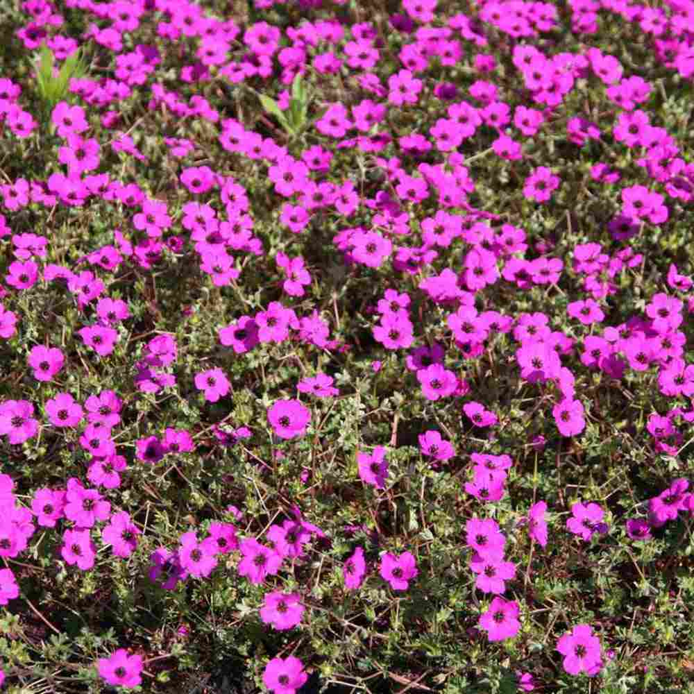 Ciocul Berzei Geranium Subcaulescens, muscata perena de gradina, tarator cu flori mov, crestere rapida