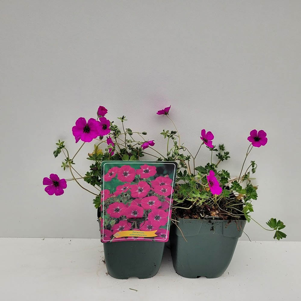 Ciocul Berzei Geranium Subcaulescens, muscata perena de gradina, tarator cu flori mov, crestere rapida