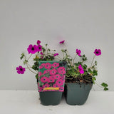 Ciocul Berzei Geranium Subcaulescens, muscata perena de gradina, tarator cu flori mov, crestere rapida