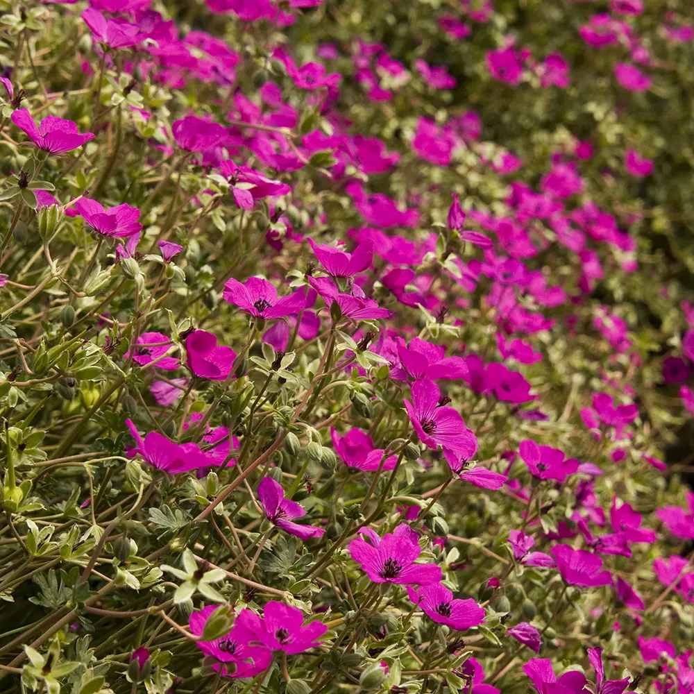 Ciocul Berzei Geranium Subcaulescens, muscata perena de gradina, tarator cu flori mov, crestere rapida