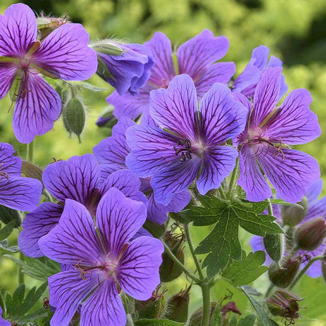Ciocul Berzei Magnificum Rosemoor, tarator, flori violet intens, acoperire rapida sol