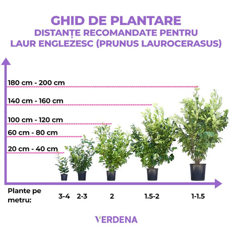 Laur Englezesc Vesnic Verde Caucasica (Laurocires), Gard Viu cu Flori parfumate