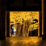 Arborele Pagodelor (Ginkgo Biloba), colorit de toamna cu frunze aurii, specie antica, perfect pentru umbra