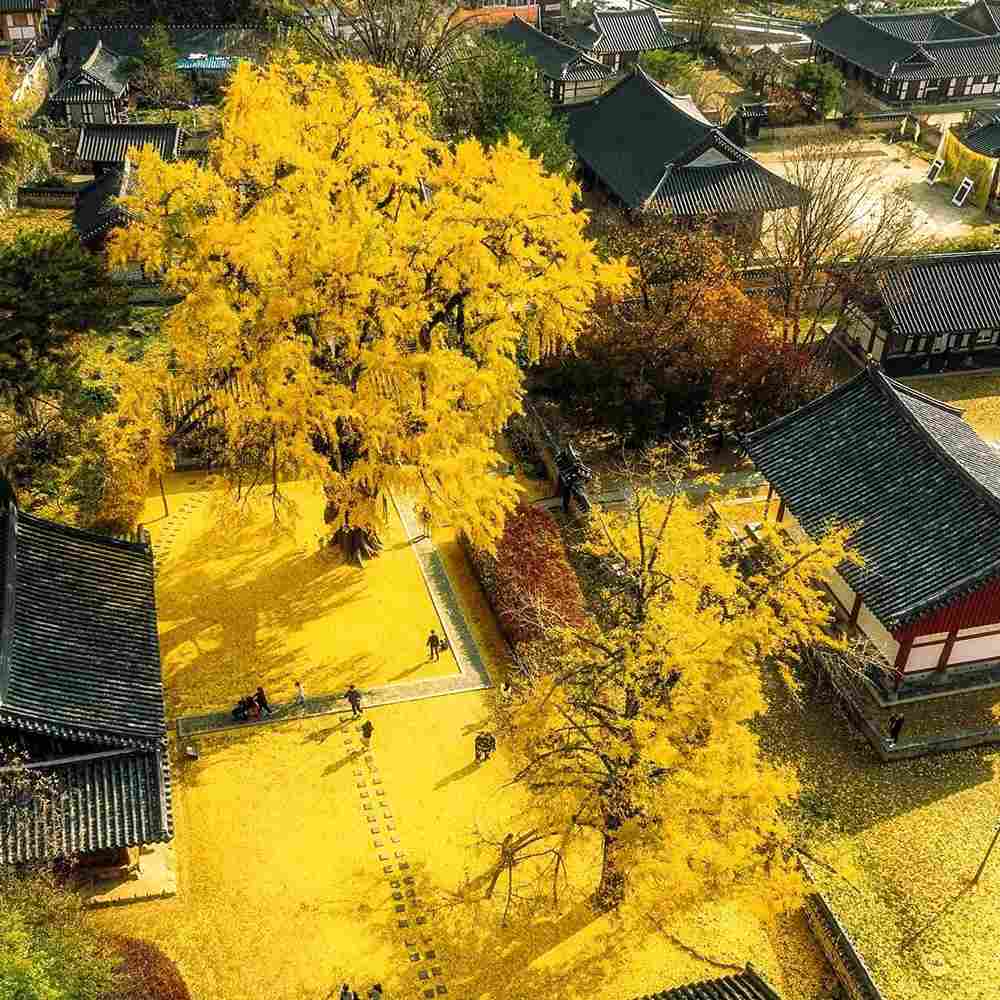 Arborele Pagodelor (Ginkgo Biloba), colorit de toamna cu frunze aurii, specie antica, perfect pentru umbra