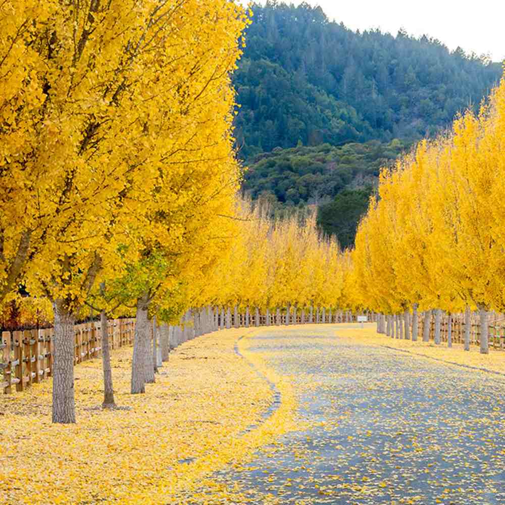 Arborele Pagodelor (Ginkgo Biloba), colorit de toamna cu frunze aurii, specie antica, perfect pentru umbra