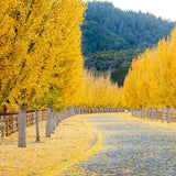 Arborele Pagodelor (Ginkgo Biloba), colorit de toamna cu frunze aurii, specie antica, perfect pentru umbra