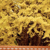 Arborele Pagodelor (Ginkgo Biloba), colorit de toamna cu frunze aurii, specie antica, perfect pentru umbra