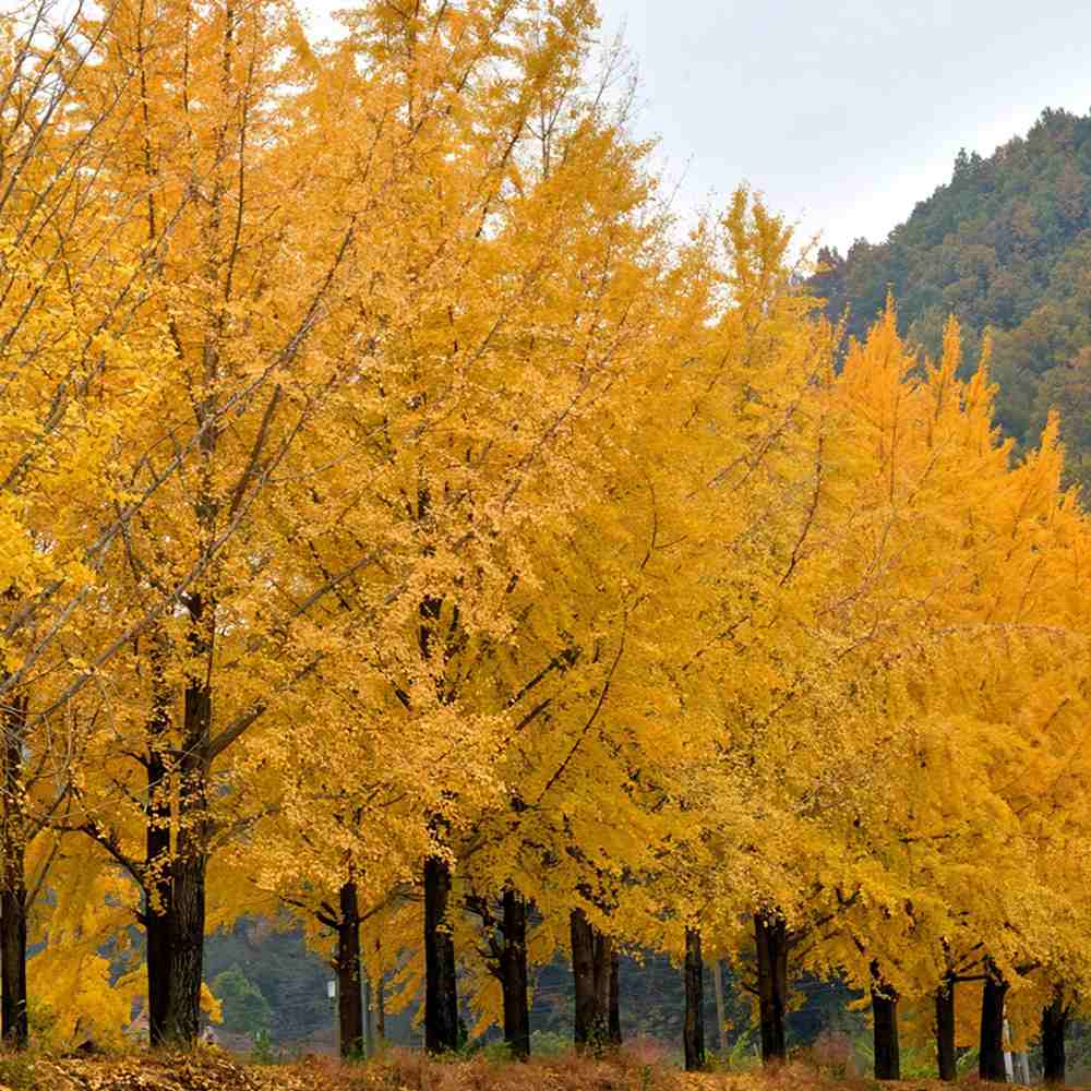 Arborele Pagodelor (Ginkgo Biloba), colorit de toamna cu frunze aurii, specie antica, perfect pentru umbra