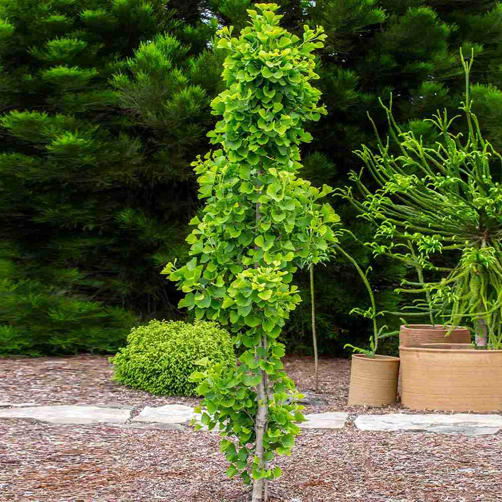 Arborele Pagodelor Columnar Blagon (Ginkgo Biloba), arbore antic, specie unica, frunzis galben intens toamna, forma columnara
