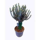 Cactusul Pix Castle Frankenstein Grafted Pencil Cactus Euphorbia Aeruginose, un cactus grefat spectaculos si unic pentru colectia ta - 40 cm