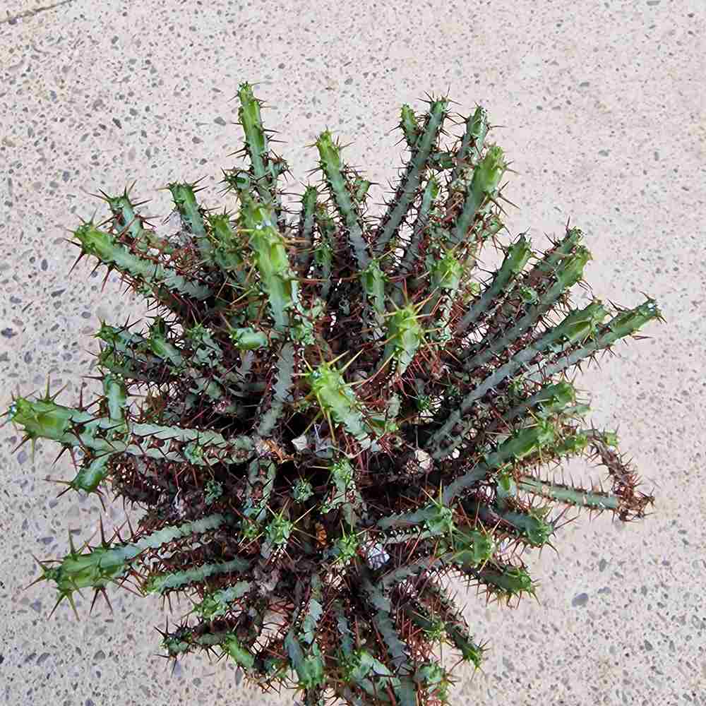 Cactusul Pix Castle Frankenstein Grafted Pencil Cactus Euphorbia Aeruginose, un cactus grefat spectaculos si unic pentru colectia ta - 40 cm
