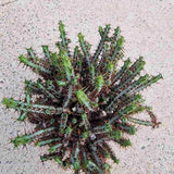 Cactusul Pix Castle Frankenstein Grafted Pencil Cactus Euphorbia Aeruginose, un cactus grefat spectaculos si unic pentru colectia ta - 40 cm