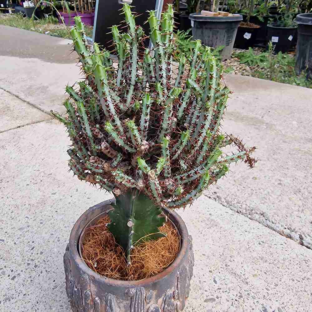 Cactusul Pix Castle Frankenstein Grafted Pencil Cactus Euphorbia Aeruginose, un cactus grefat spectaculos si unic pentru colectia ta - 40 cm