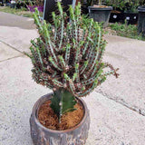 Cactusul Pix Castle Frankenstein Grafted Pencil Cactus Euphorbia Aeruginose, un cactus grefat spectaculos si unic pentru colectia ta - 40 cm