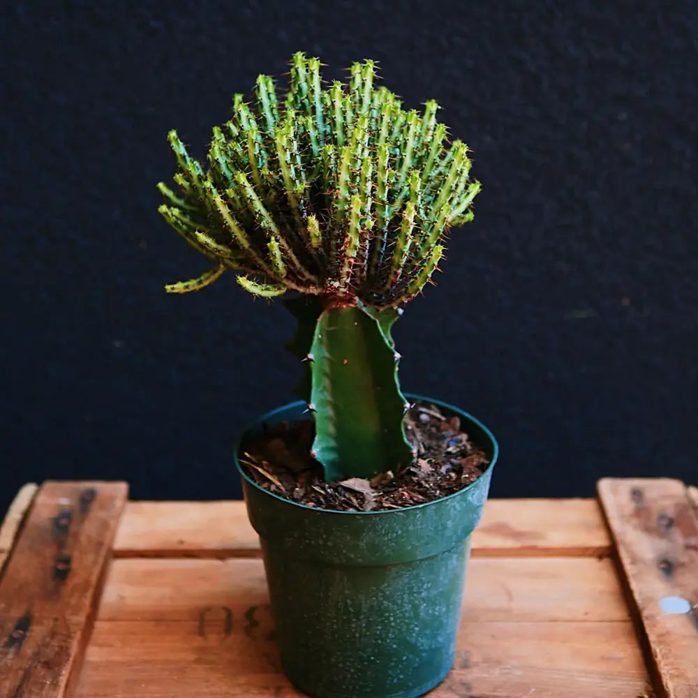 Cactusul Pix Castle Frankenstein Grafted Pencil Cactus Euphorbia Aeruginose, un cactus grefat spectaculos si unic pentru colectia ta - 40 cm