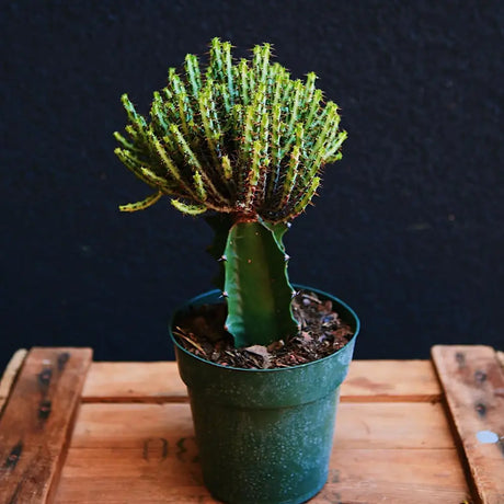 Cactusul Pix Castle Frankenstein Grafted Pencil Cactus Euphorbia Aeruginose, un cactus grefat spectaculos si unic pentru colectia ta - 40 cm