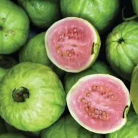 Fructul Guava Cattley (Psidium cattleyanum), exotic cu fructe rosii dulce-acrisor, aroma capsuni si guava, pulpa alb-crem