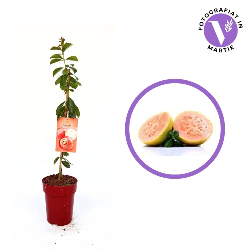 Fructul Guava Cattley (Psidium cattleyanum), exotic cu fructe rosii dulce-acrisor, aroma capsuni si guava, pulpa alb-crem
