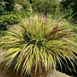 Iarba Japoneza Hakonechloa Sunflare, frunzis auriu cu margini rosii, pentru umbra, eleganta rara