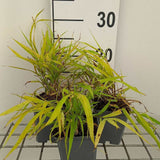 Iarba Japoneza Hakonechloa Sunflare, frunzis auriu cu margini rosii, pentru umbra, eleganta rara