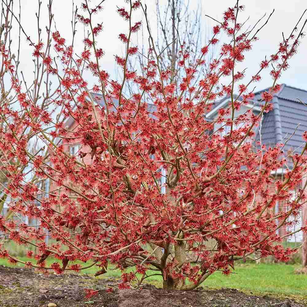 Alunul vrajitoarelor (Hamamelis intermedia) Ruby Glow, arbust cu flori rosu rubiniu parfumate, inflorire ianuarie-martie, rezistent la -25°C