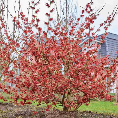 Alunul vrajitoarelor (Hamamelis intermedia) Ruby Glow, arbust cu flori rosu rubiniu parfumate, inflorire ianuarie-martie, rezistent la -25°C