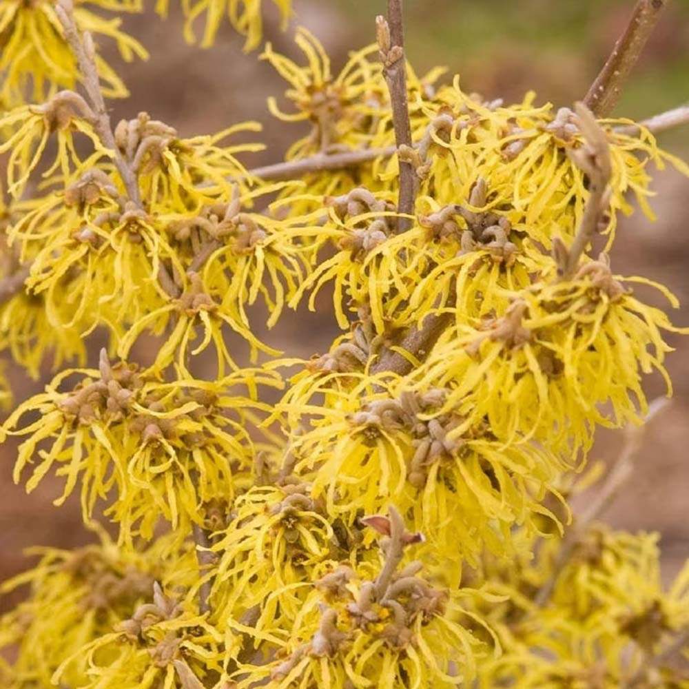 Alunul vrajitoarelor (Hamamelis intermedia), cu flori galbene