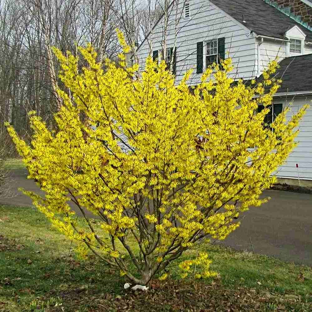 Alunul vrajitoarelor (Hamamelis intermedia), cu flori galbene