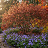 Alunul vrajitoarelor (Hamamelis intermedia) Diane, arbust ornamental cu flori rosu-aramiu parfumate iarna, rezistent la ger pentru gradina