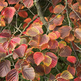 Alunul vrajitoarelor (Hamamelis intermedia) Diane, arbust ornamental cu flori rosu-aramiu parfumate iarna, rezistent la ger pentru gradina