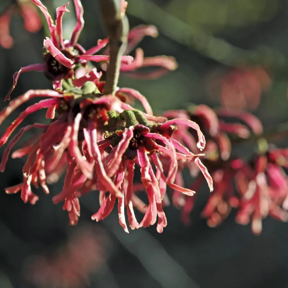 Alunul vrajitoarelor (Hamamelis intermedia) Diane, arbust ornamental cu flori rosu-aramiu parfumate iarna, rezistent la ger pentru gradina