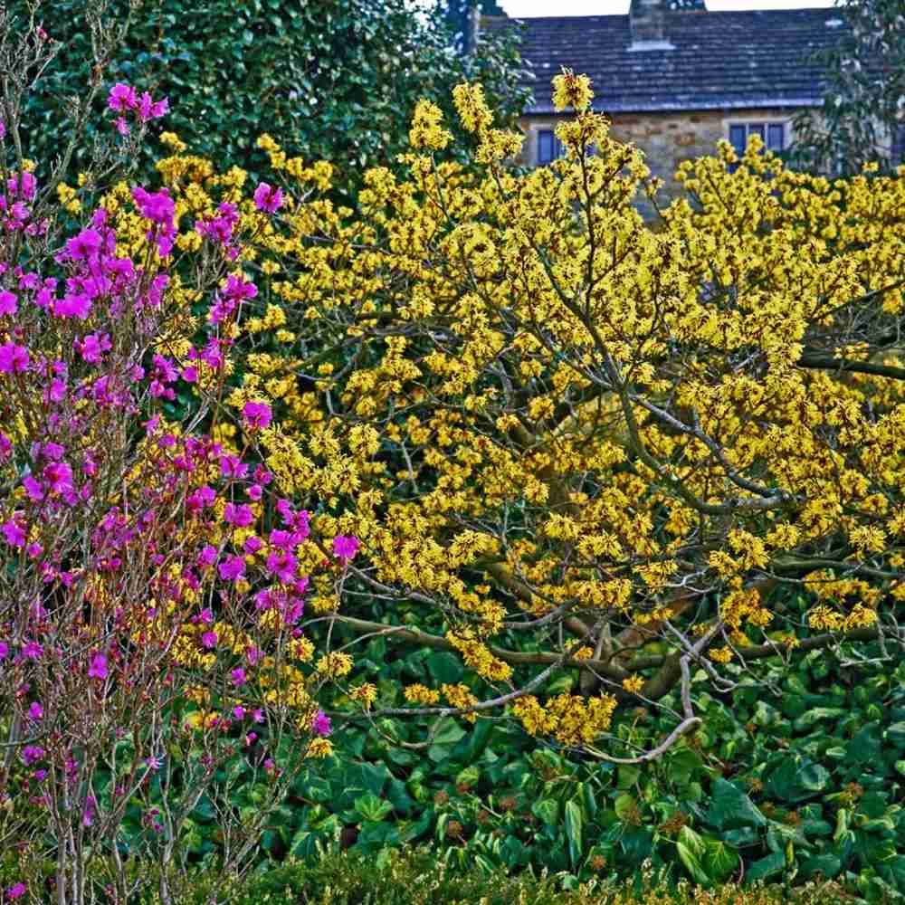 Alunul vrajitoarelor (Hamamelis intermedia) Pallida, arbust ornamental cu flori galben deschis parfumate iarna, rezistent la ger