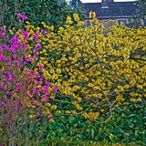 Alunul vrajitoarelor (Hamamelis intermedia) Pallida, arbust ornamental cu flori galben deschis parfumate iarna, rezistent la ger