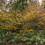 Alunul vrajitoarelor (Hamamelis intermedia) Pallida, arbust ornamental cu flori galben deschis parfumate iarna, rezistent la ger