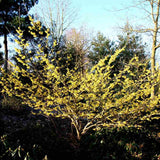 Alunul vrajitoarelor (Hamamelis intermedia) Pallida, arbust ornamental cu flori galben deschis parfumate iarna, rezistent la ger