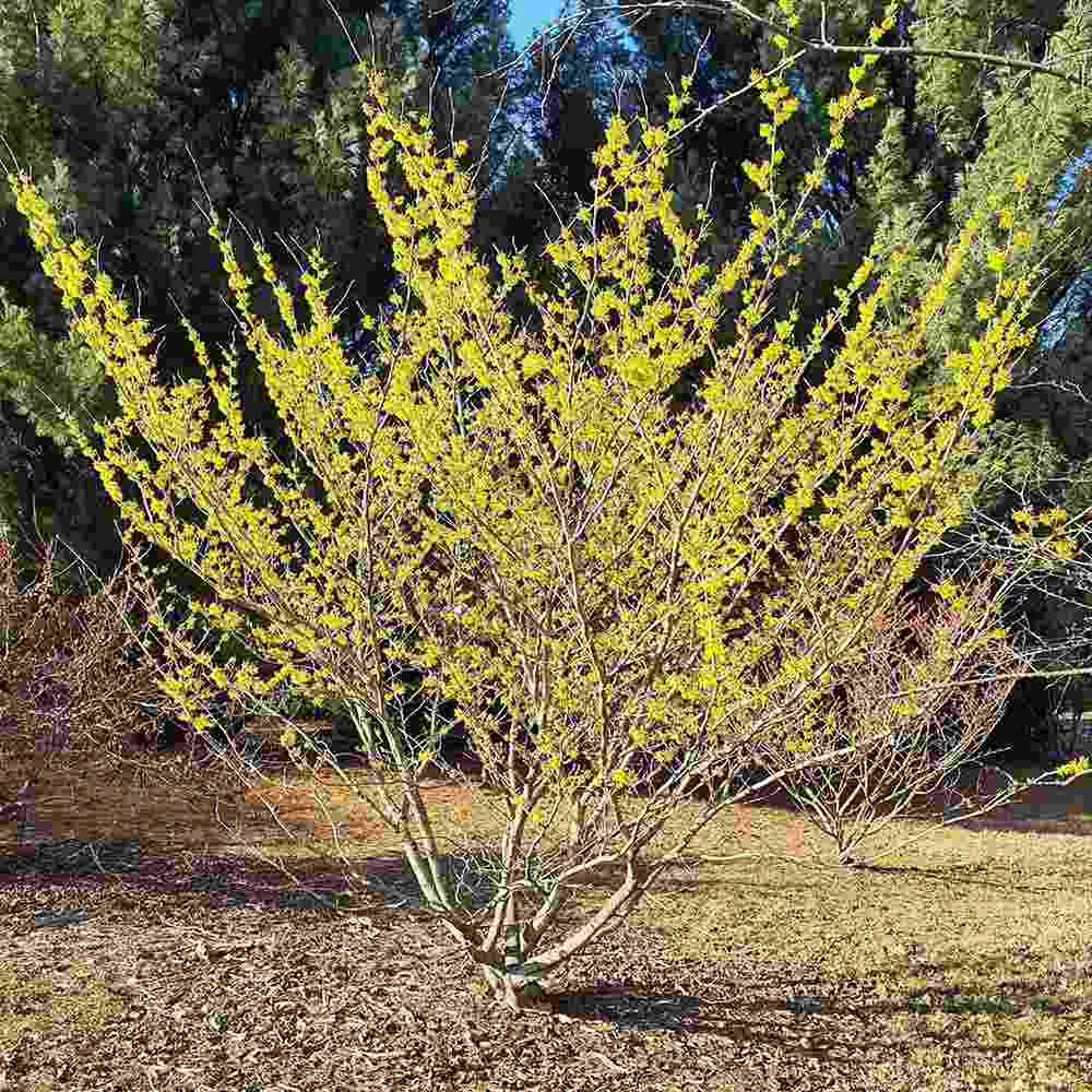 Alunul vrajitoarelor (Hamamelis intermedia) Pallida, arbust ornamental cu flori galben deschis parfumate iarna, rezistent la ger