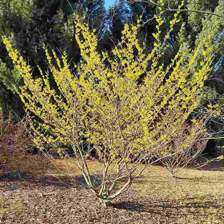 Alunul vrajitoarelor (Hamamelis intermedia) Pallida, arbust ornamental cu flori galben deschis parfumate iarna, rezistent la ger