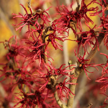 Alunul vrajitoarelor (Hamamelis intermedia) Rubin, arbust ornamental cu flori rosu intens parfumate iarna, alun vrajitoresc decorativ rezistent la ger  •